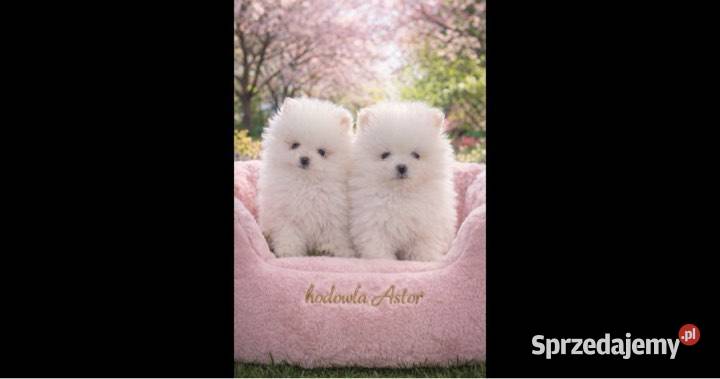 SZPIC MINIATUROWY DWA PIĘKNE CHŁOPAKI MALUTKIE Łódź sprzedam