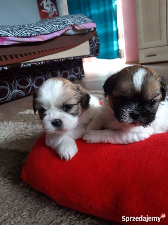 Szczeniaki shih tzu Shih Tzu Różan