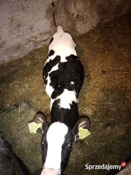 Sprzedam jaóweczke biało czarna Starachowice