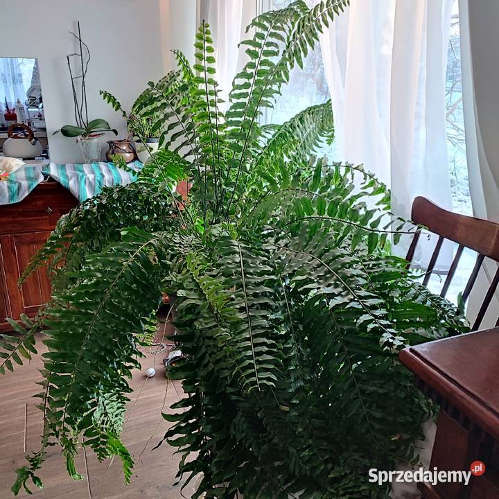 Paproc pokojowa Kościerzyna