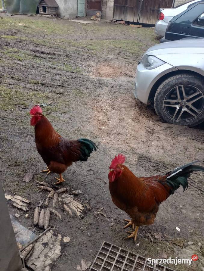 Koguty rasy Marans Sędziszów Małopolski