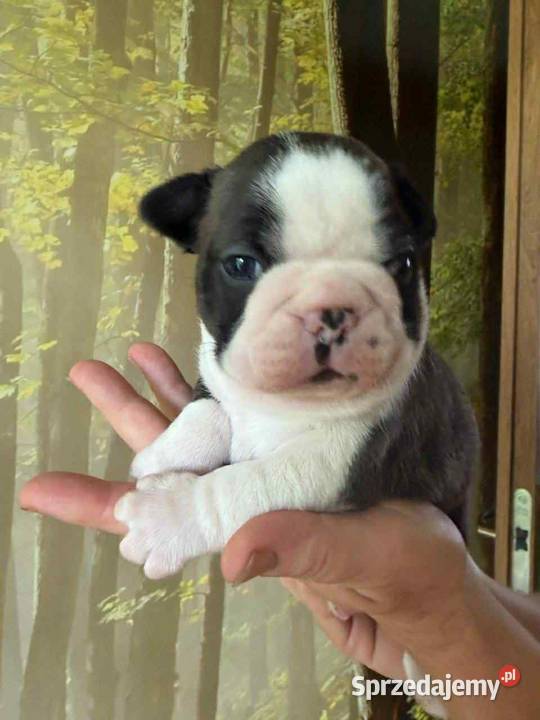 Boston Terrier ZKwPFCI Tomaszów Mazowiecki