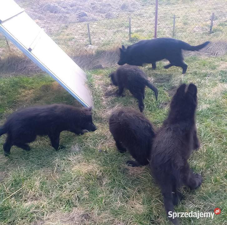Owczarki Staroniemieckie czarne długowłose Krzeszów