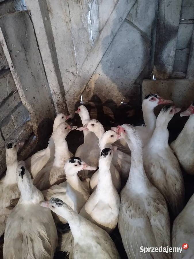 Kaczki pekinki Drób i ptactwo Brzeźno Szlacheckie