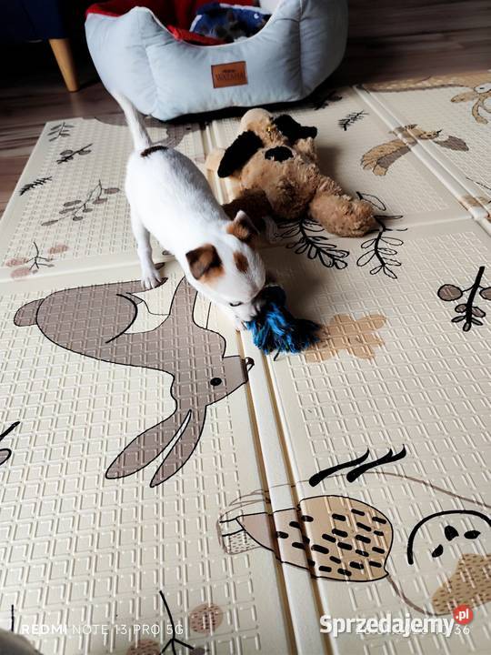 Jack Russell Terrier gładkowłose Poddębice