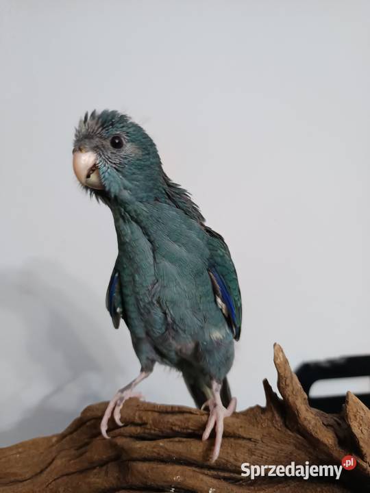 Papuga ręcznie karmiona oswojona Ptaki Warszawa