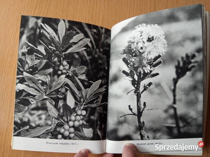 Sudety 1975r Wiedza powszechna Sarosiek Sembrat