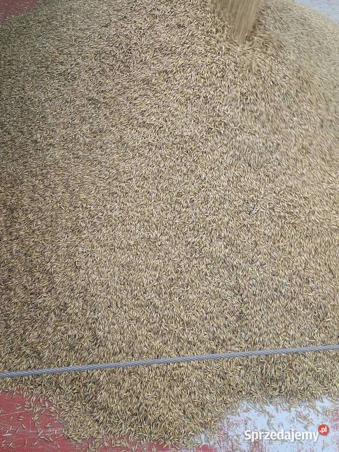 Owies czyszczalni paszowy worki bb luz Łuków