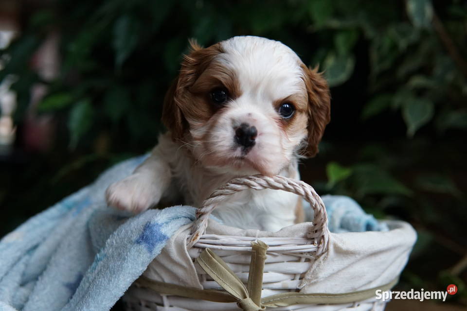 Szczenięta Cavalier King Charles Spaniel Rzeszów