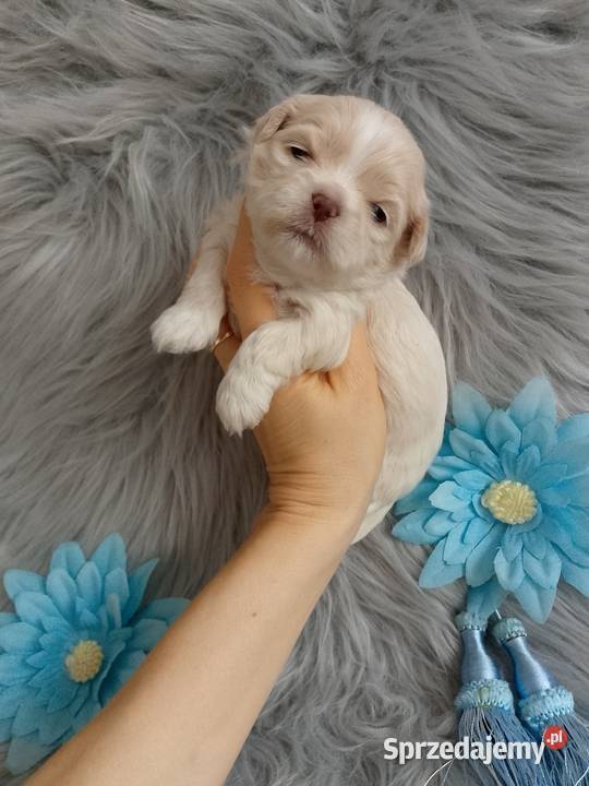 Unikatowy piesek rasy ShihTzu opolskie