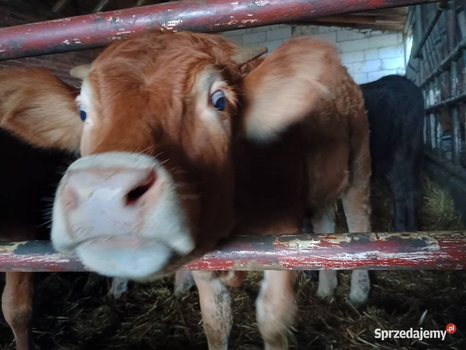 Jałówki limousine odsadki jałoszki było Kryłów