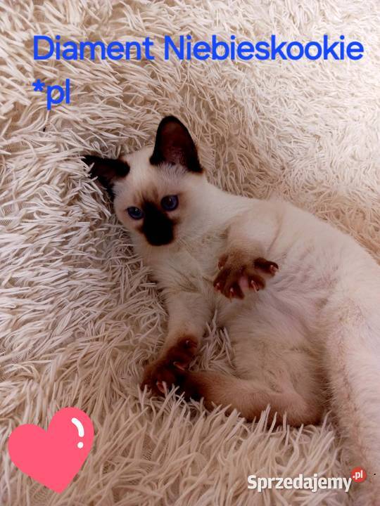 Kocurek syjamski tajski Diament z hodowli Miedzna