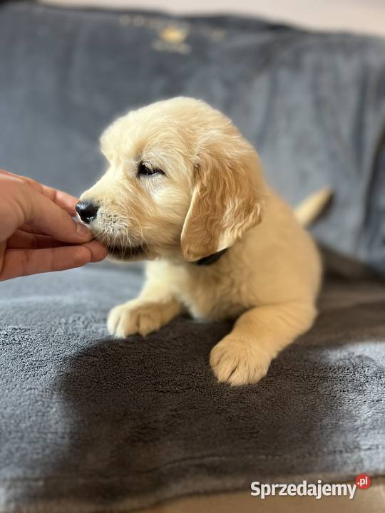 Szczeniak Golden Retriever Suczka Sunia z Warszawa sprzedam