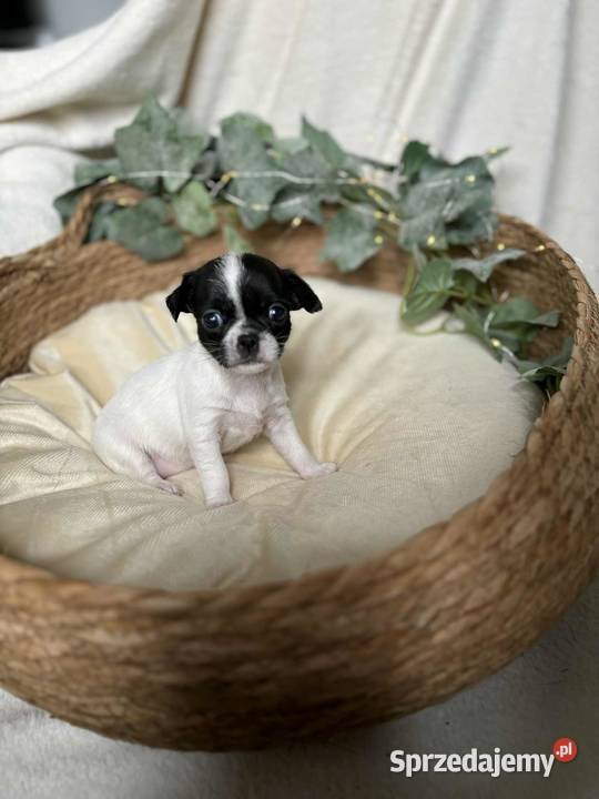 Suczka Chihuahua Biała z czarnymi znaczeniami Częstochowa