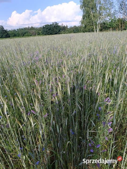 Żyto z Wyką ozimą Pozostałe Brzezie