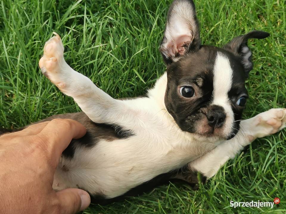 Pies Suczka Boston Terrier Szczeniak 2 wielkopolskie Grodzisk Wielkopolski