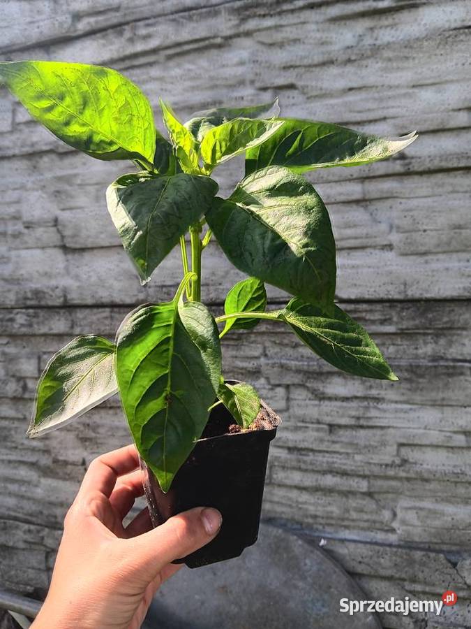 Sadzonki pomidora malinowego lubelskie Lubartów