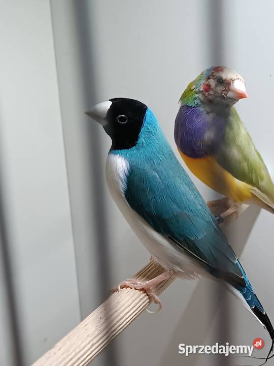 Amadyny wspaniałe Kutno