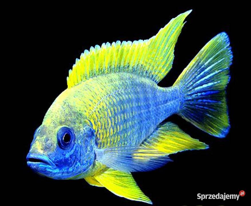 Aulonocara jacobfreibergi MAMELELA LEMON JAKE Gdańsk sprzedam