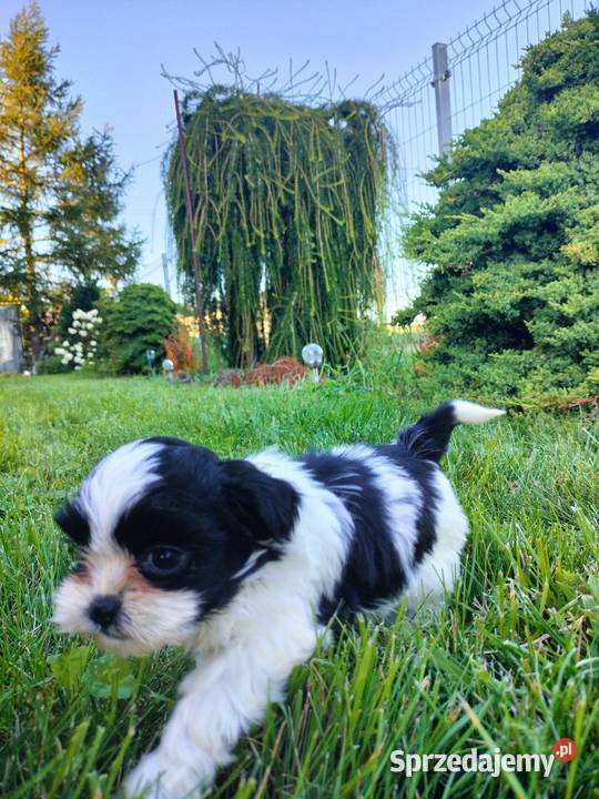 Suczka shih tzu do rezerwacji