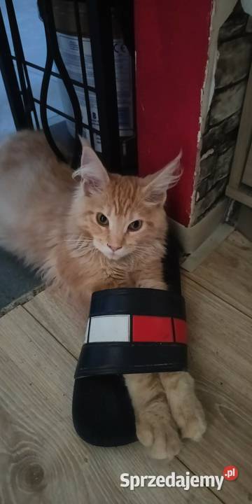 Maine Coon pomorskie