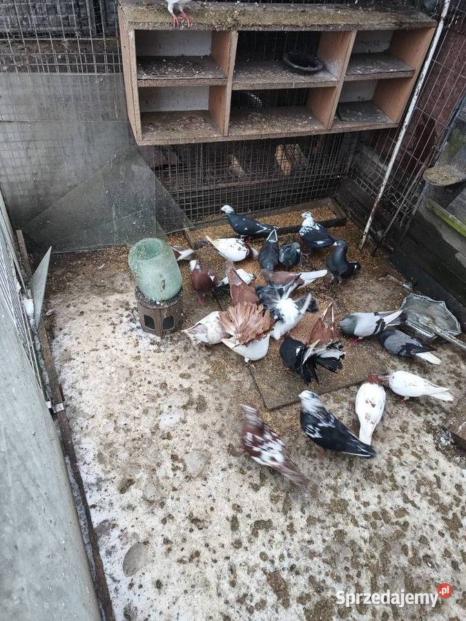 Gołębie sprzedam Ćmielów