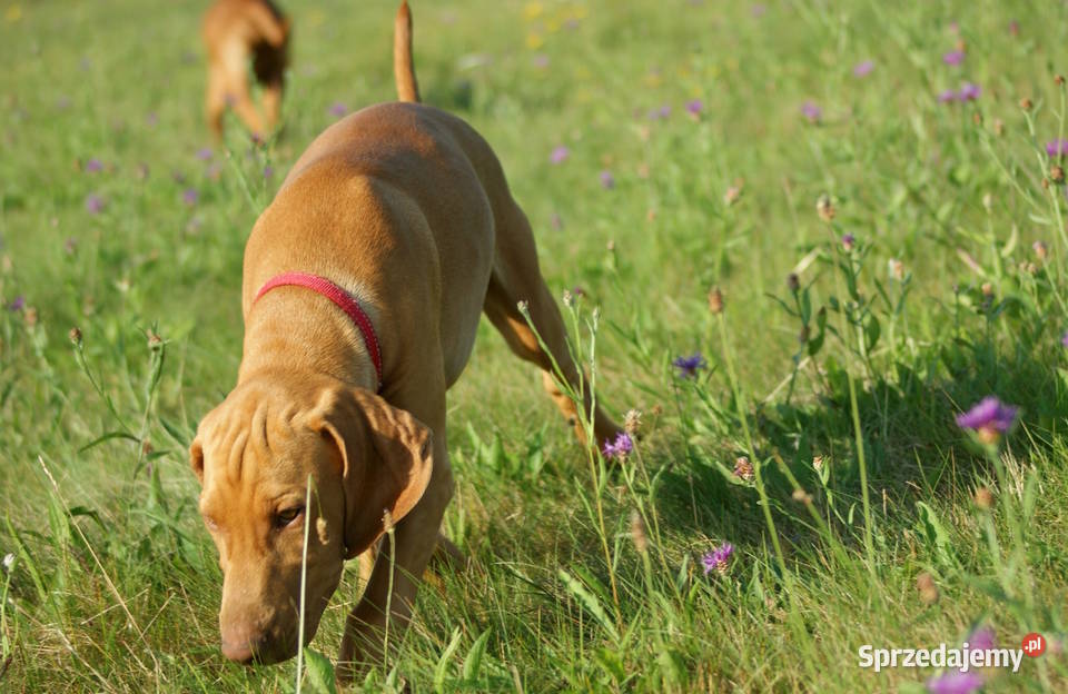 Wyżeł węgierski krótkowłosy hodowla z Bagiennych lubelskie Hola sprzedam