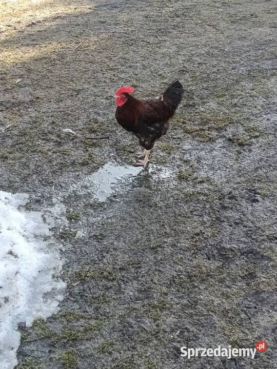 Sprzedam koguty 45zl Żółkiewka-Osada