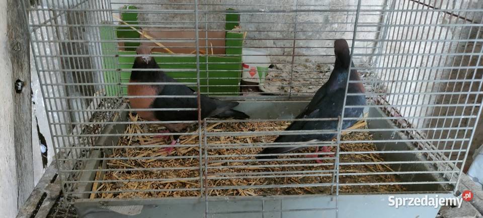 Sprzedam gołębie ozdobne Tokarówka