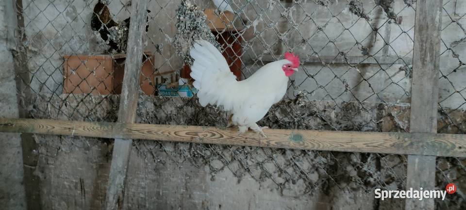 Sprzedam koguty liliputy Tokarówka