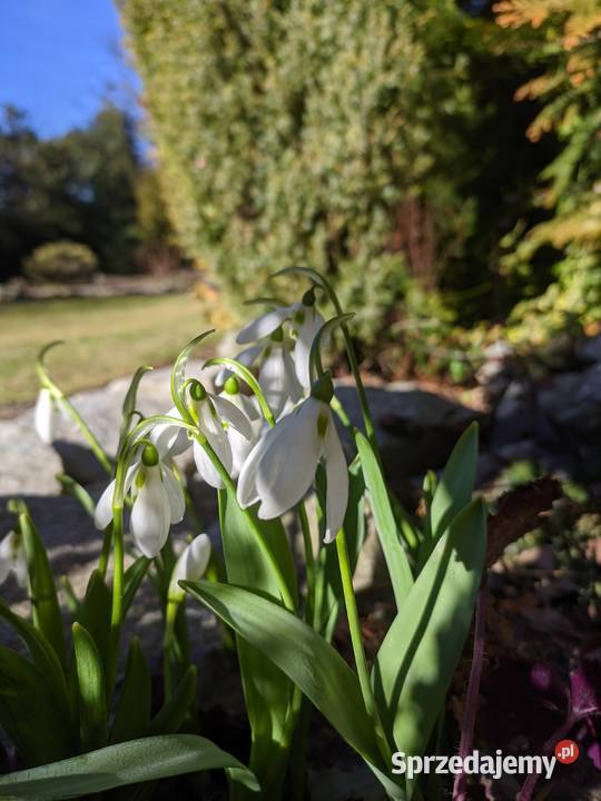Przebiśnieg Elwesa cebulki cebule Lublin