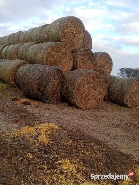 Sprzedam słomę baloty 160 wielkopolskie Czempiń