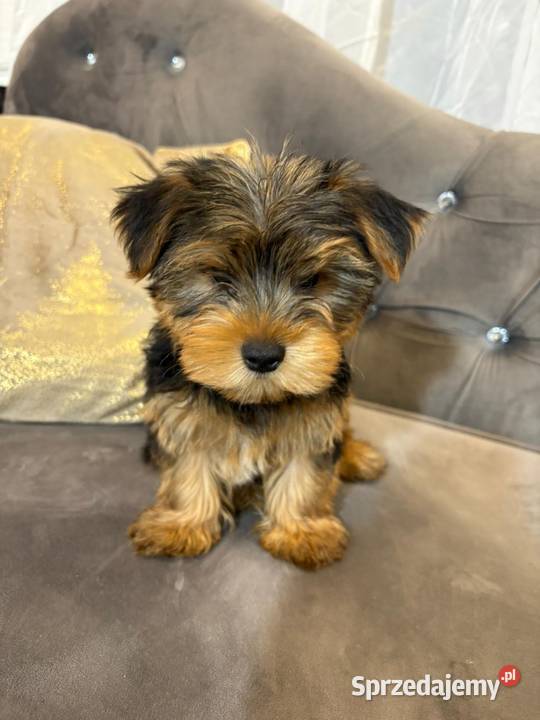 Yorkshire terrier piesek sunia Marki