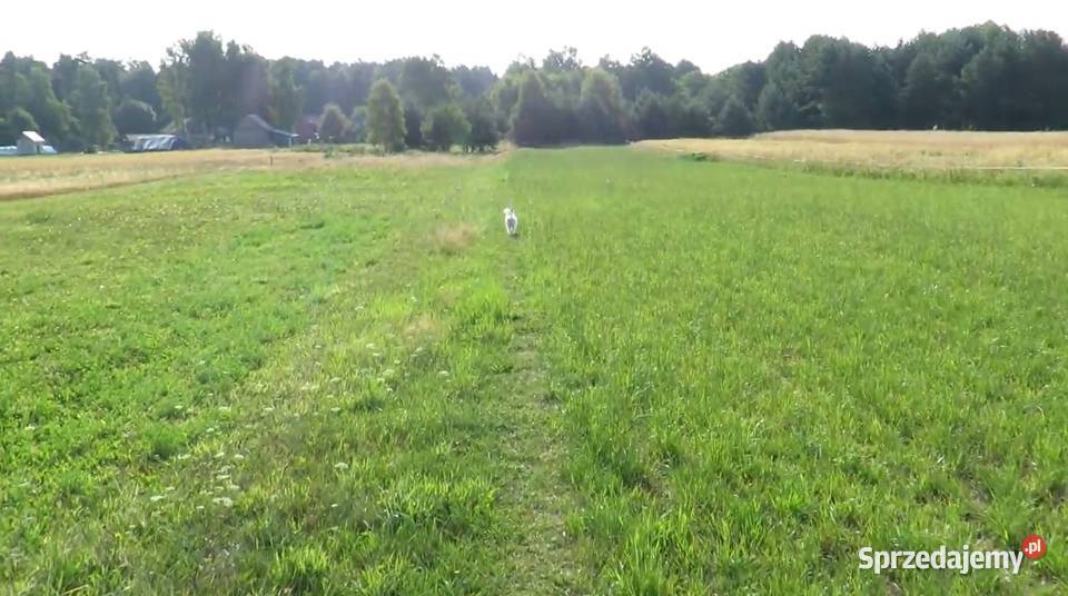 Działki rekreacyjne na terenie roztocza w Krasnobród sprzedam