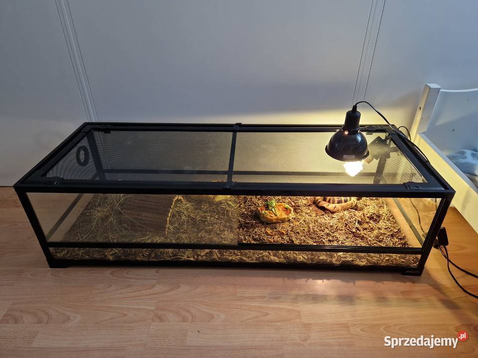 Żółw terrarium grecki testudo hermanni Rydułtowy