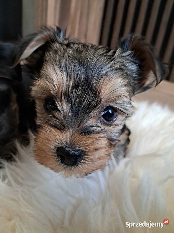Yorkshire Terrier Ostrowiec Świętokrzyski