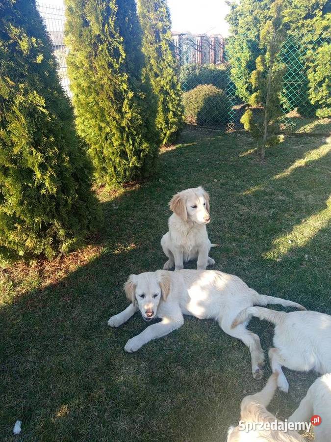 Golden retriever Gągolin