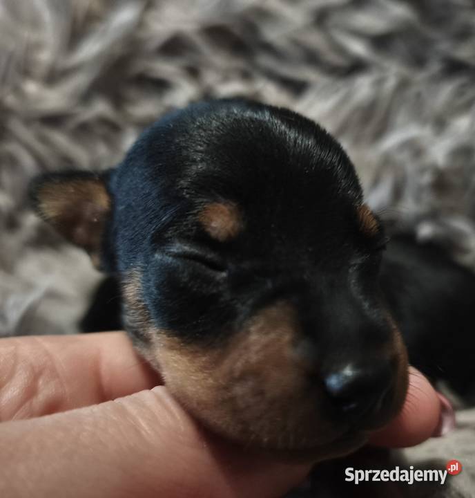 Szczenięta Pinczer Miniaturowy Pozostałe mazowieckie Łochów