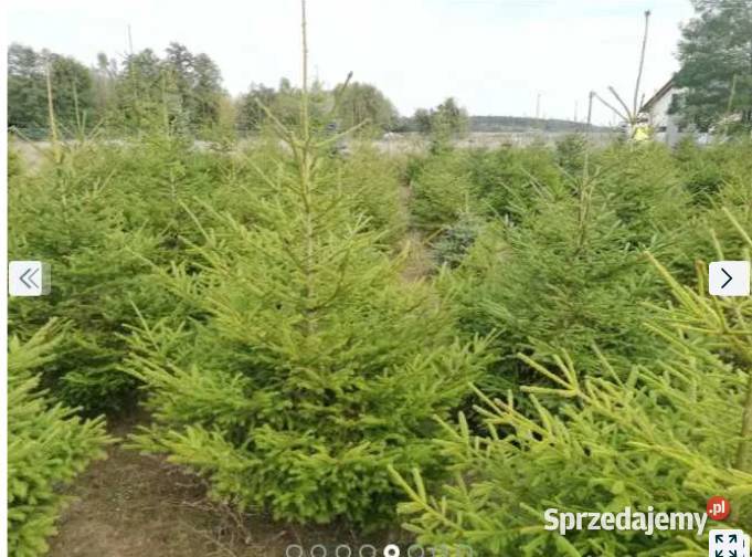 Sprzedam Choinki Świerk Zwykły Srebrny Żywopłot wielkopolskie Śrem sprzedam