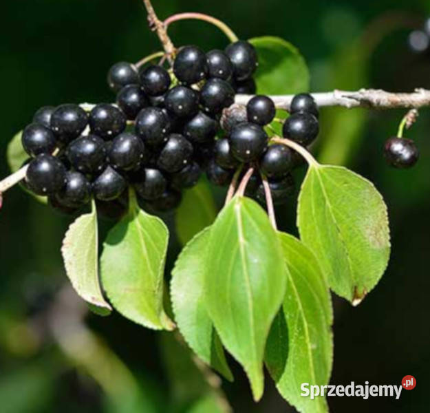 SZAKŁAK POSPOLITY Rhamnus catharticus NASIONA kujawsko-pomorskie Lubanie