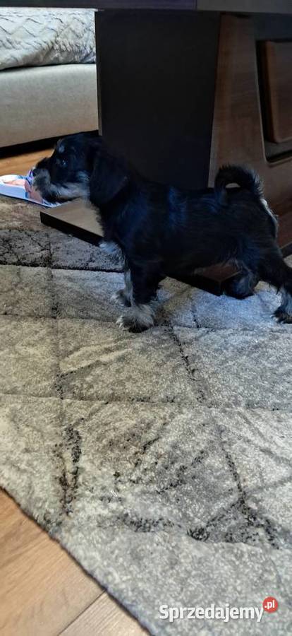 Sznaucer miniaturowy wielkopolskie sprzedam