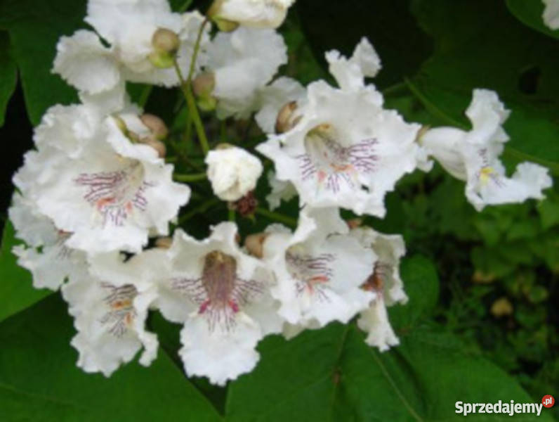 SURMIA WIELOKWIATOWA Katalpa sadzonki PROMOCJA Ustronie