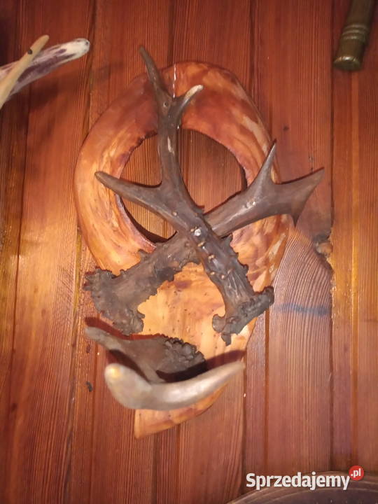 Wieszak z poroża Leżajsk sprzedam