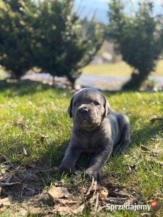 Szara suczka Cane Corso ZKwPFCI Zawoja