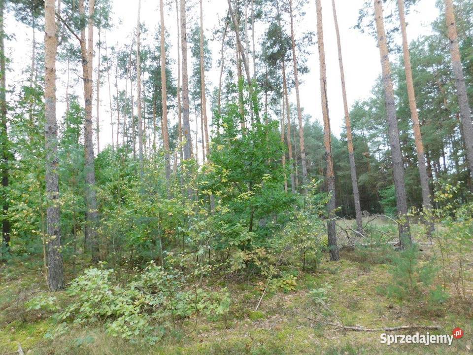 Syndyk sprzeda Nowe miasto Pilicą dz10261 3100m2 Nowe Miasto nad Pilicą sprzedam