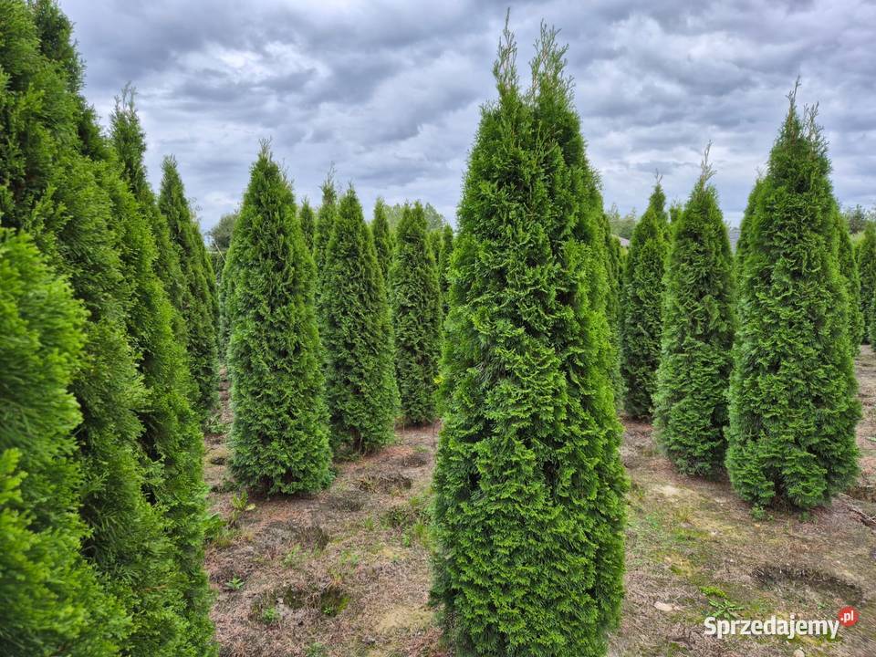 Tuja szmaragd 180200 cała Polska sadzimy Iglaste Warszawa