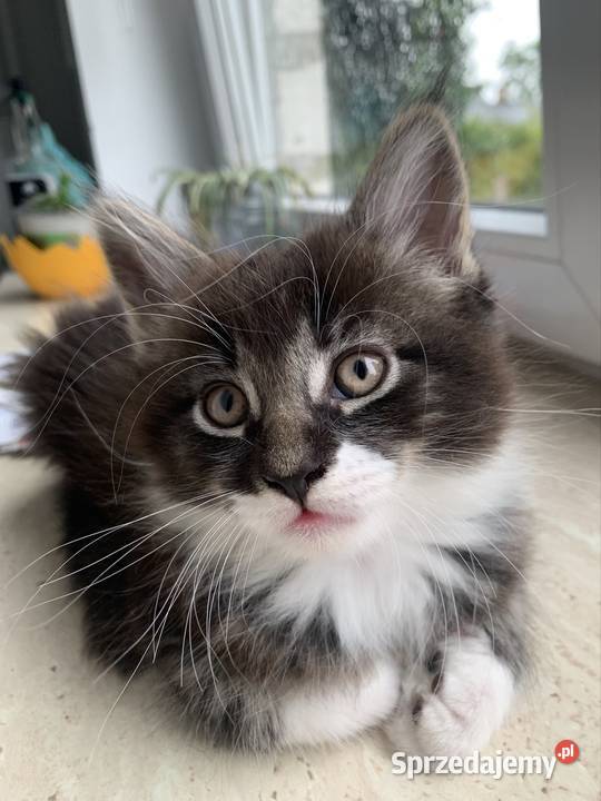 Maine Coon Kocur Czarno Biały Wybitne Warszawa