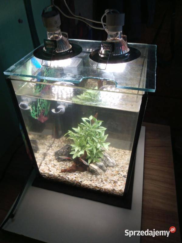 Akwarium kostka 10l Toruń kujawsko-pomorskie sprzedam