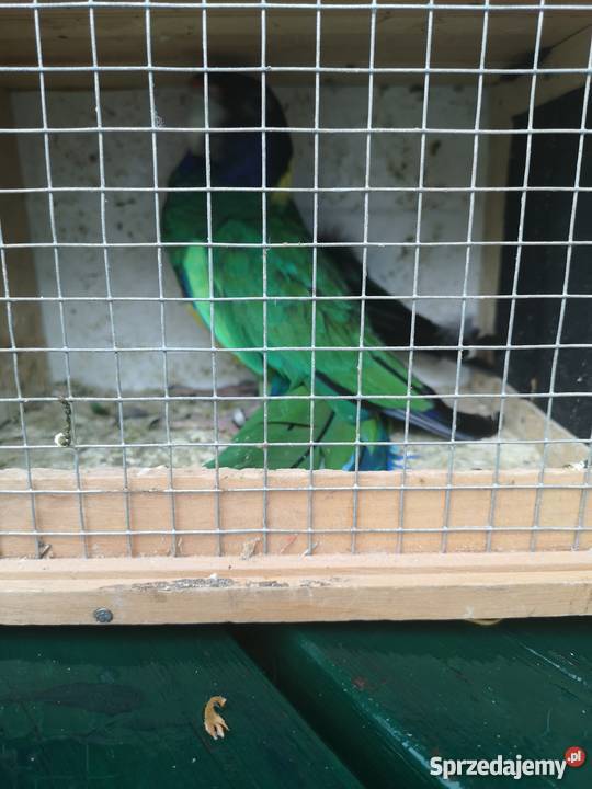 Bernardy żółtobrzuche para Wilczyce