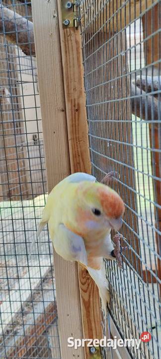 Sprzedam samca Rozelli Królewskiej Ptaki wielkopolskie